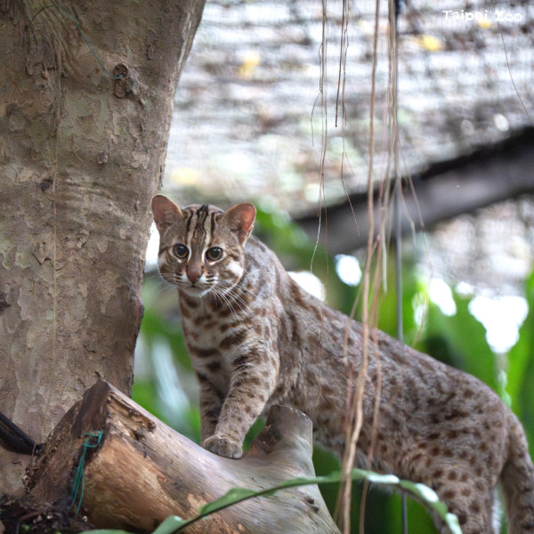 台北親子遊10大好去處 遊樂場/親子農場/動物園/室內溜冰 