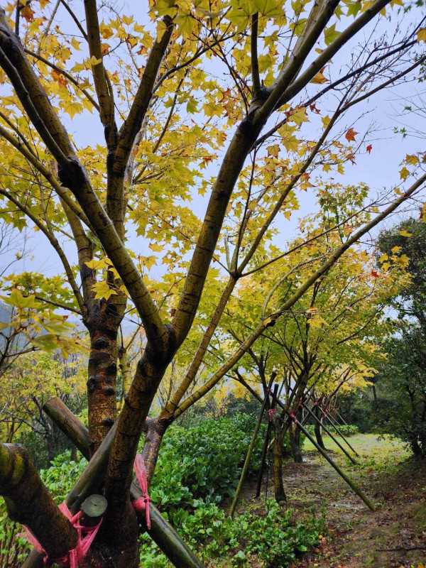陽明山奧萬大樂活莊園(圖片來源:Facebook@台北奧萬大) 陽明山奧萬大樂活莊園(圖片來源:Facebook@台北奧萬大)