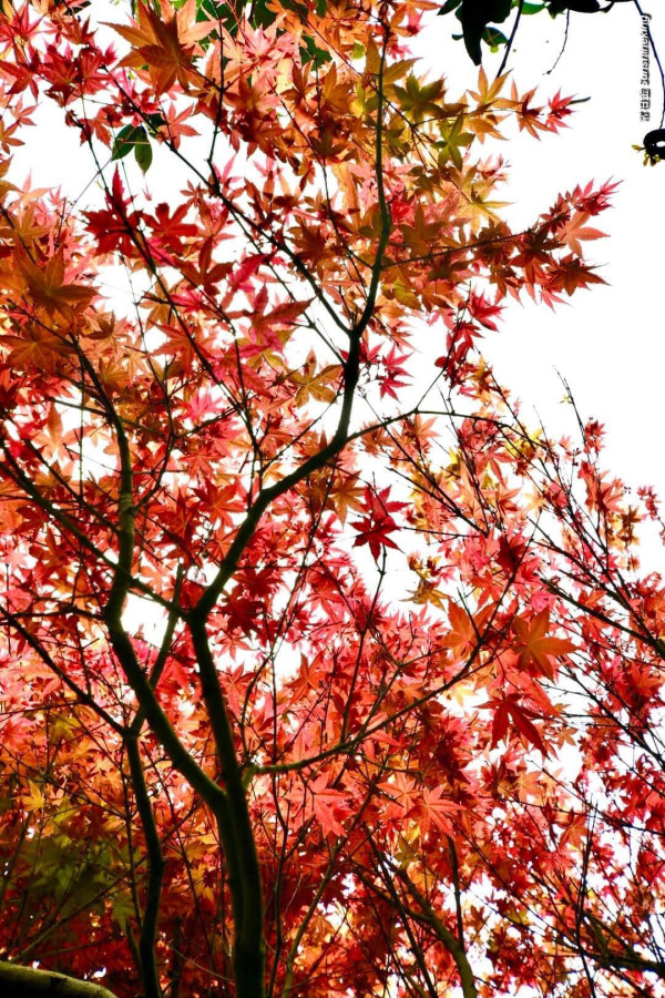 陽明山奧萬大樂活莊園(圖片來源:Facebook@台北奧萬大) 陽明山奧萬大樂活莊園(圖片來源:Facebook@台北奧萬大)