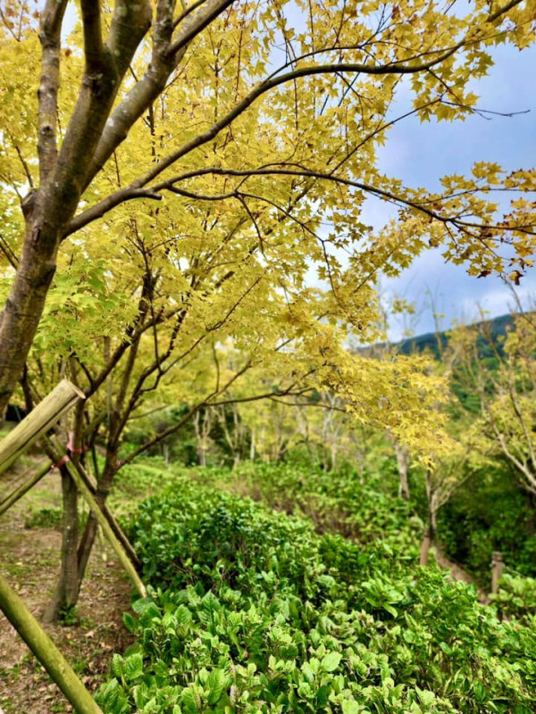 陽明山奧萬大樂活莊園(圖片來源:Facebook@台北奧萬大) 陽明山奧萬大樂活莊園(圖片來源:Facebook@台北奧萬大)