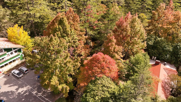 武陵農場(圖片來源:Facebook@武陵農場) 武陵農場(圖片來源:Facebook@武陵農場)