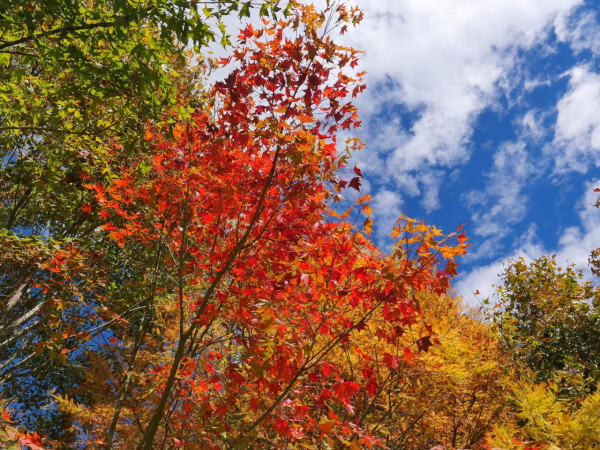 武陵農場(圖片來源:Facebook@武陵農場) 武陵農場(圖片來源:Facebook@武陵農場)