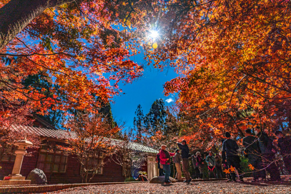 福壽山農場(圖片來源:福壽山農場官網) 福壽山農場(圖片來源:福壽山農場官網)