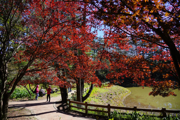 福壽山農場(圖片來源:Facebook@福壽山農場) 福壽山農場(圖片來源:Facebook@福壽山農場)