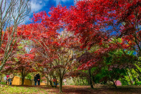 福壽山農場(圖片來源:Facebook@福壽山農場) 福壽山農場(圖片來源:Facebook@福壽山農場)