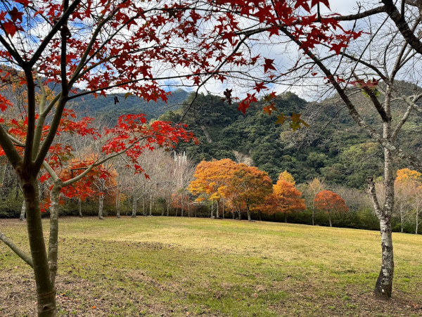 奧萬大森林遊樂區(圖片來源:Facebook@奧萬大情報站) 奧萬大森林遊樂區(圖片來源:Facebook@奧萬大情報站)