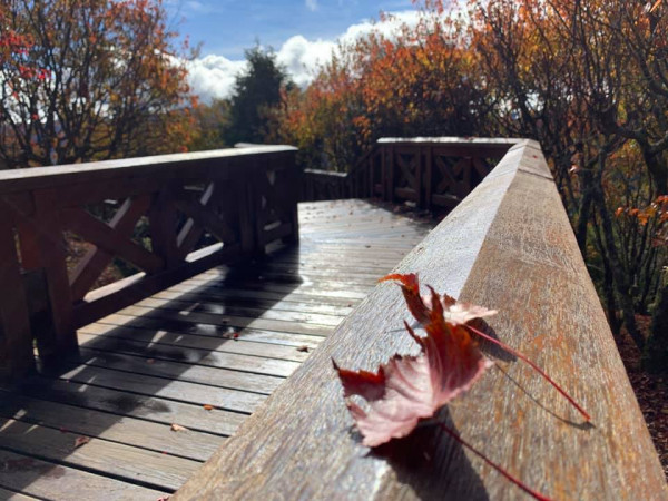 阿里山國家森林遊樂區(圖片來源:Facebook@阿里山國家森林遊樂區) 阿里山國家森林遊樂區(圖片來源:Facebook@阿里山國家森林遊樂區)