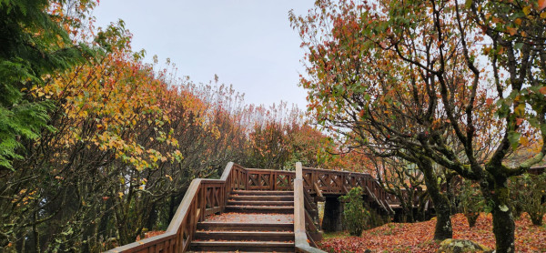 阿里山國家森林遊樂區(圖片來源:Facebook@阿里山國家森林遊樂區) 阿里山國家森林遊樂區(圖片來源:Facebook@阿里山國家森林遊樂區)