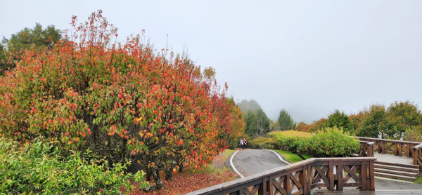 阿里山國家森林遊樂區(圖片來源:Facebook@阿里山國家森林遊樂區) 阿里山國家森林遊樂區(圖片來源:Facebook@阿里山國家森林遊樂區)