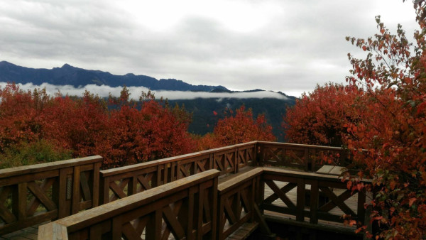 阿里山國家森林遊樂區(圖片來源:Facebook@阿里山國家森林遊樂區) 阿里山國家森林遊樂區(圖片來源:Facebook@阿里山國家森林遊樂區)