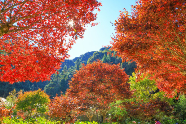 杉林溪森林生態渡假園區(圖片來源:杉林溪森林生態渡假園區官網) 杉林溪森林生態渡假園區(圖片來源:杉林溪森林生態渡假園區官網)