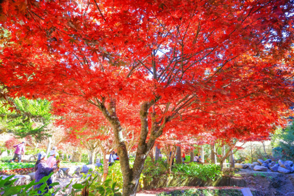 杉林溪森林生態渡假園區(圖片來源:杉林溪森林生態渡假園區官網) 杉林溪森林生態渡假園區(圖片來源:杉林溪森林生態渡假園區官網)