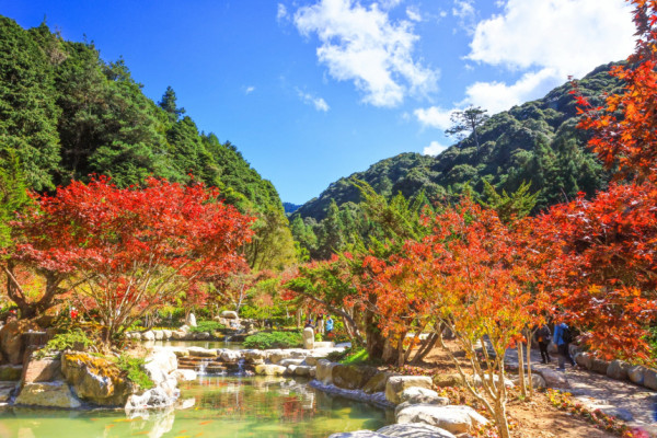 杉林溪森林生態渡假園區(圖片來源:杉林溪森林生態渡假園區官網) 杉林溪森林生態渡假園區(圖片來源:杉林溪森林生態渡假園區官網)