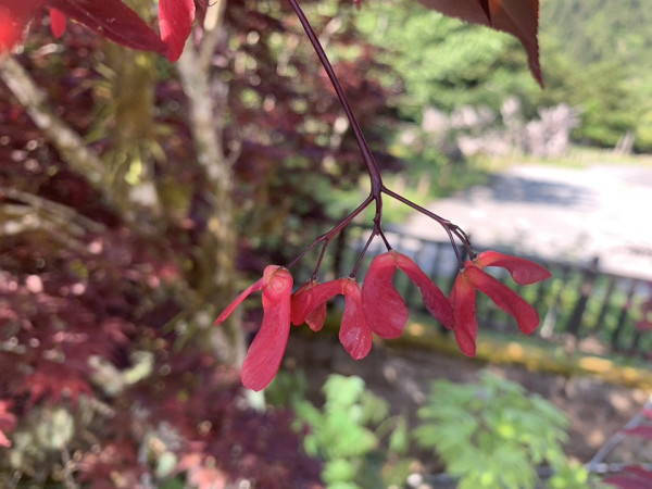 太平山國家森林遊樂區(圖片來源:Facebook@林業及自然保育署) 太平山國家森林遊樂區(圖片來源:Facebook@林業及自然保育署)