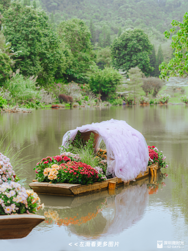 深圳8萬株菊花盛開！仙湖植物園秋天期間限定花海 1.5萬米秋景佈置 