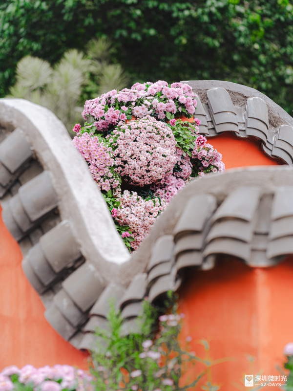 深圳8萬株菊花盛開！仙湖植物園秋天期間限定花海 1.5萬米秋景佈置 