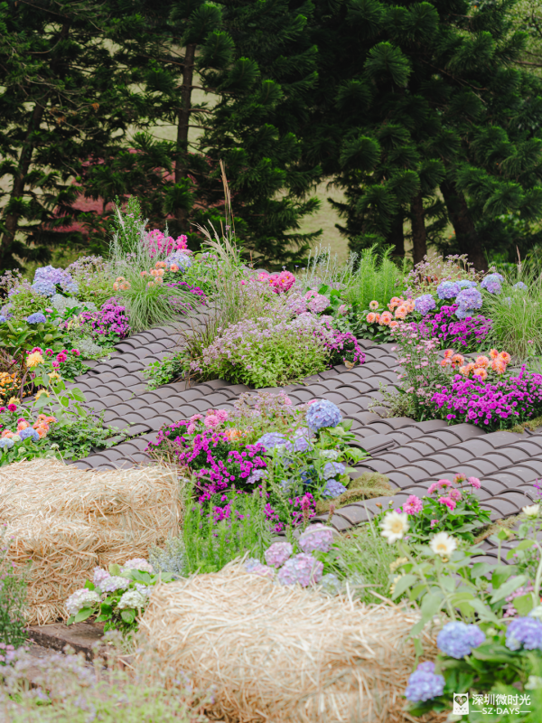 深圳8萬株菊花盛開！仙湖植物園秋天期間限定花海 1.5萬米秋景佈置 