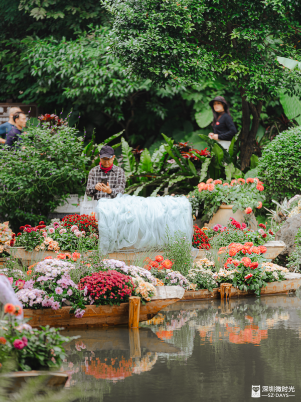 深圳8萬株菊花盛開！仙湖植物園秋天期間限定花海 1.5萬米秋景佈置 