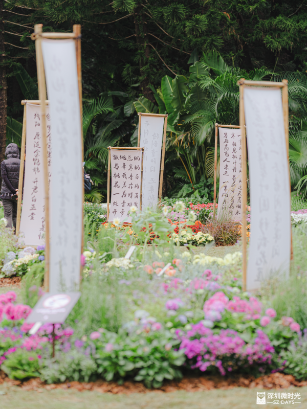 深圳8萬株菊花盛開！仙湖植物園秋天期間限定花海 1.5萬米秋景佈置 