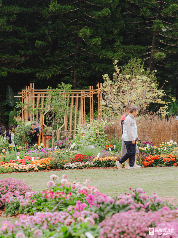 深圳8萬株菊花盛開！仙湖植物園秋天期間限定花海 1.5萬米秋景佈置 