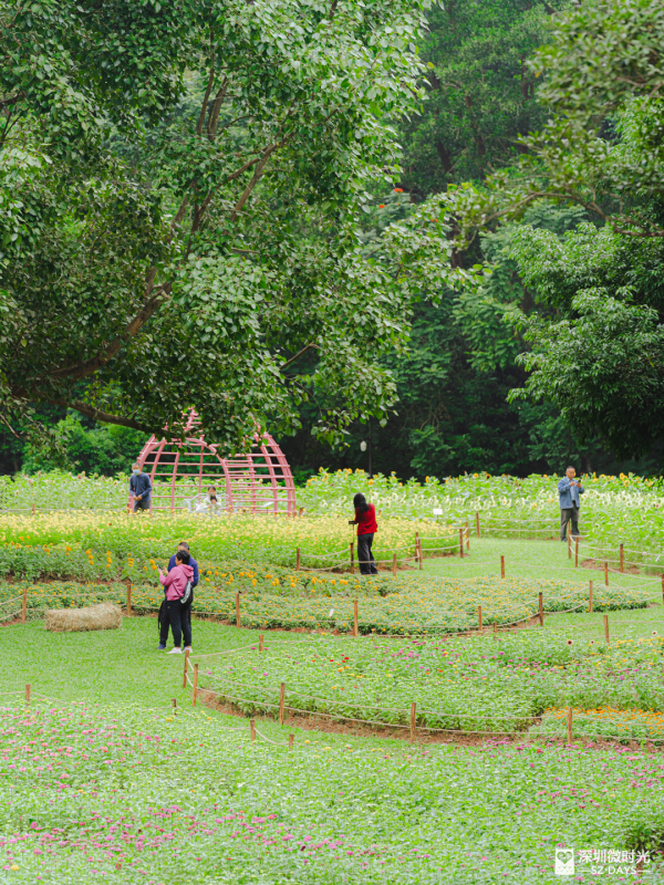 深圳8萬株菊花盛開！仙湖植物園秋天期間限定花海 1.5萬米秋景佈置 