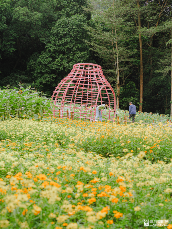 深圳8萬株菊花盛開！仙湖植物園秋天期間限定花海 1.5萬米秋景佈置 