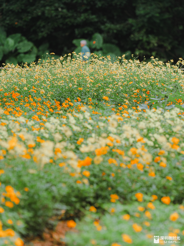 深圳8萬株菊花盛開！仙湖植物園秋天期間限定花海 1.5萬米秋景佈置 