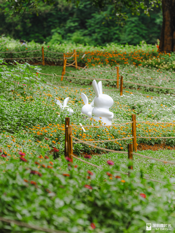 深圳8萬株菊花盛開！仙湖植物園秋天期間限定花海 1.5萬米秋景佈置 