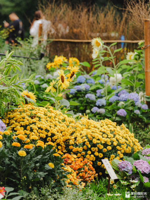 深圳8萬株菊花盛開！仙湖植物園秋天期間限定花海 1.5萬米秋景佈置 