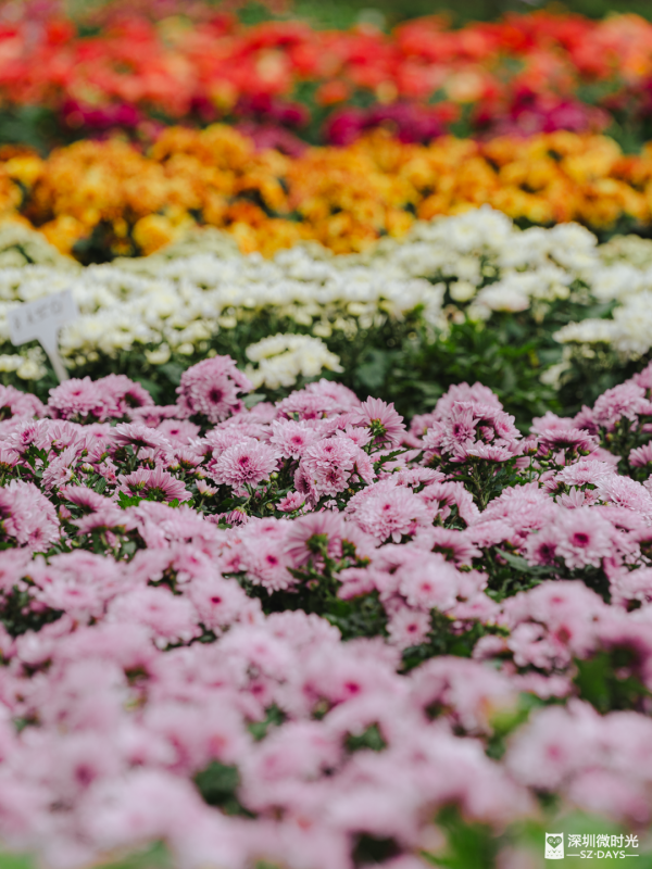 深圳8萬株菊花盛開！仙湖植物園秋天期間限定花海 1.5萬米秋景佈置 