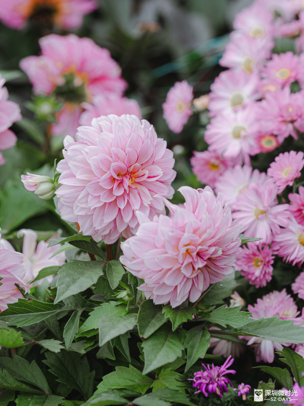 深圳8萬株菊花盛開！仙湖植物園秋天期間限定花海 1.5萬米秋景佈置 