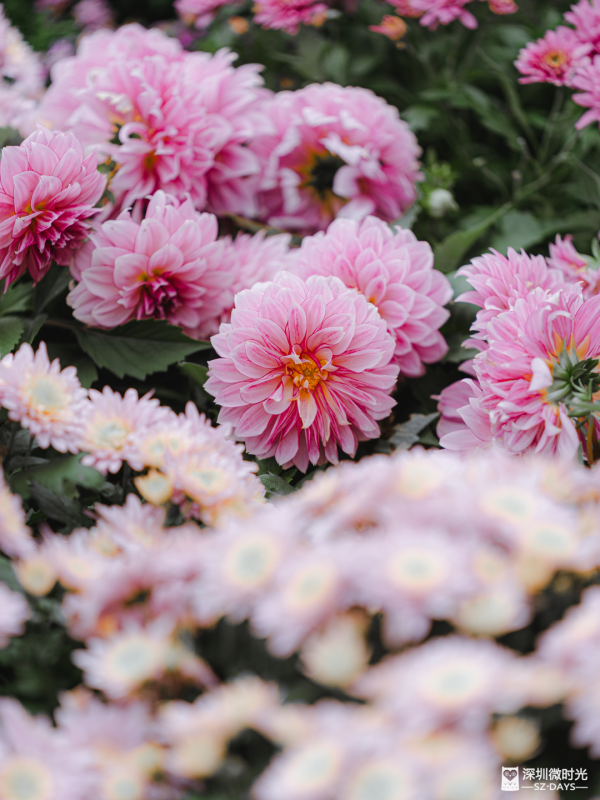 深圳8萬株菊花盛開！仙湖植物園秋天期間限定花海 1.5萬米秋景佈置 