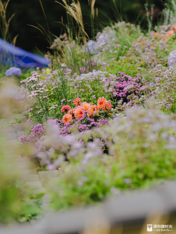深圳8萬株菊花盛開！仙湖植物園秋天期間限定花海 1.5萬米秋景佈置 