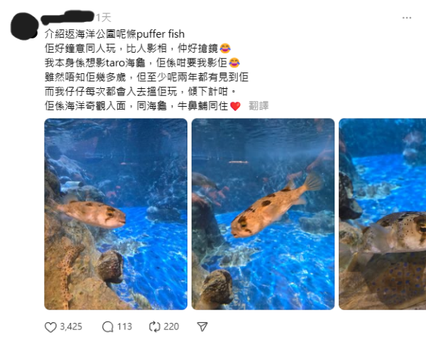 海洋公園水族館爆紅雞泡魚「肥波」開設Threads！網民大讚活潑搶鏡