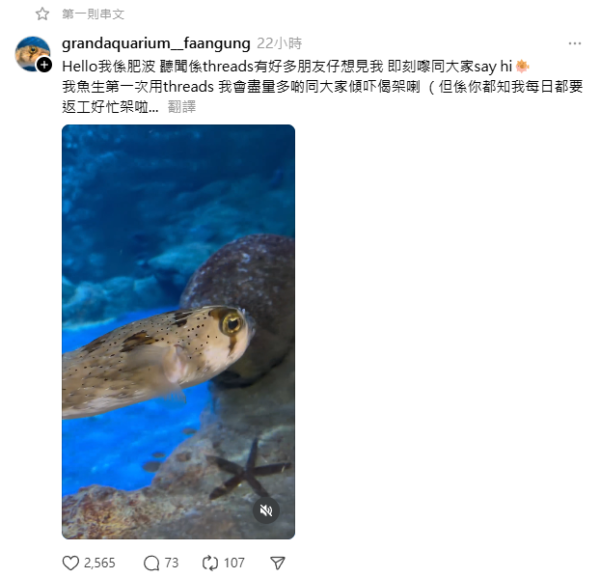 雞泡魚肥波