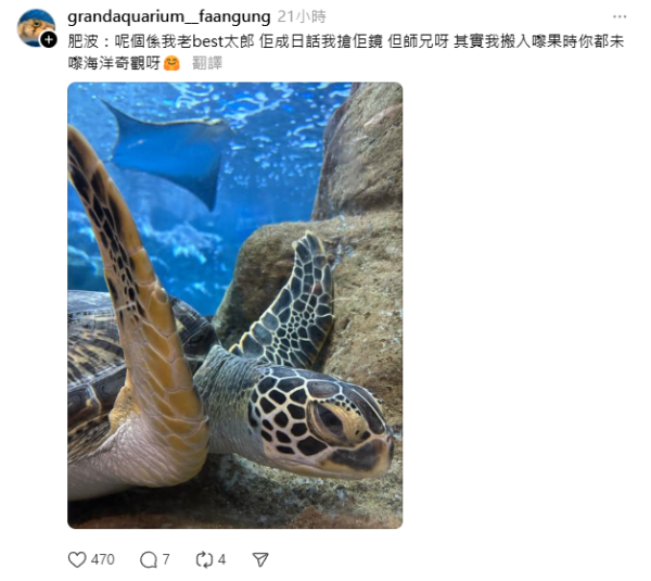 雞泡魚肥波