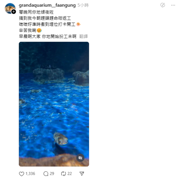 雞泡魚肥波