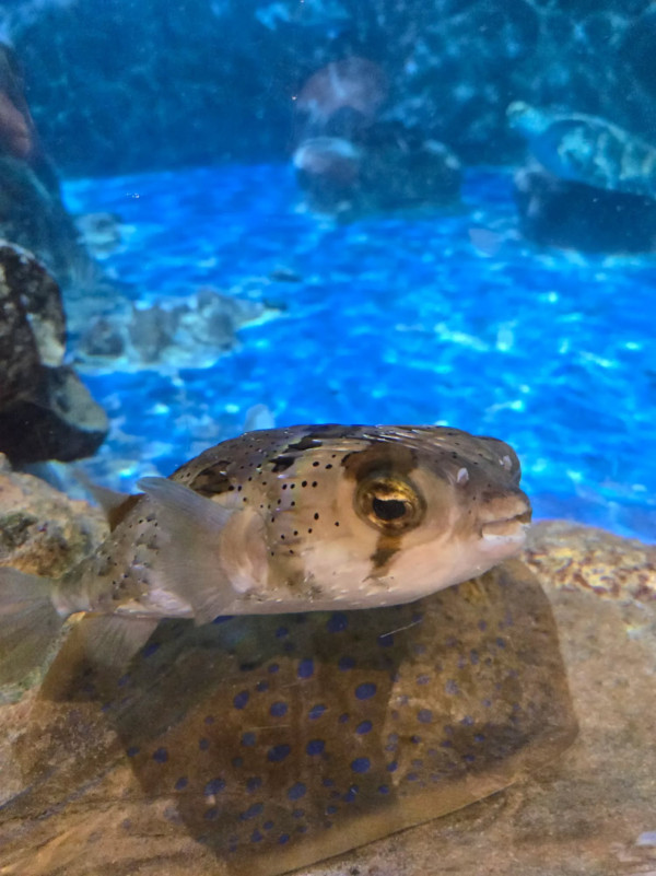 海洋公園水族館爆紅雞泡魚「肥波」開設Threads！網民大讚活潑搶鏡