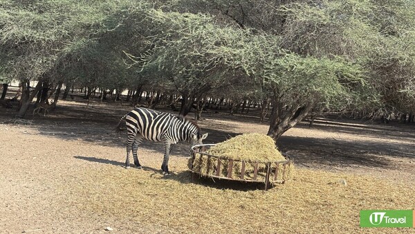 名勝世界壹號郵輪杜拜啟航! 三種航程/房型/船上娛樂設施