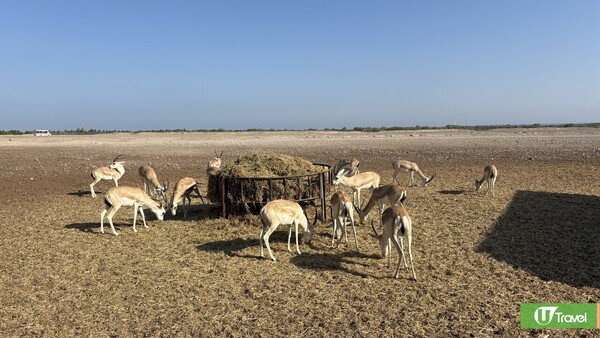 名勝世界壹號郵輪杜拜啟航! 三種航程/房型/船上娛樂設施