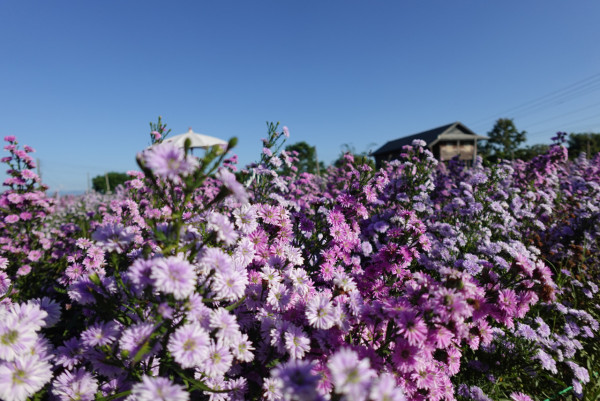 清邁自由行2026｜清邁逾20景點必去：坐熱氣球、逛市集夜市、歎米芝蓮咖哩麵 