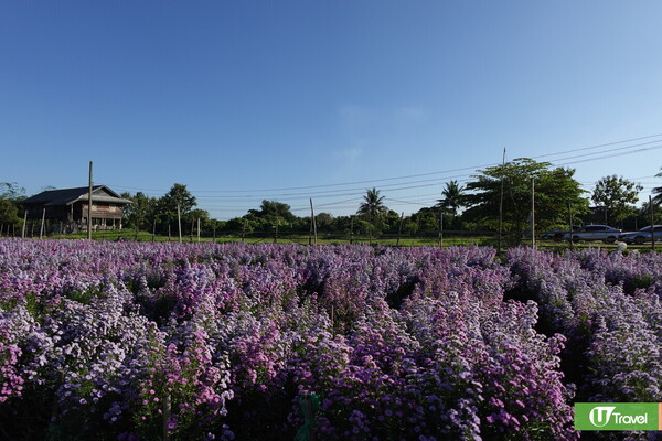 清邁自由行攻略：Aunty Nok Aeang Flower Farm