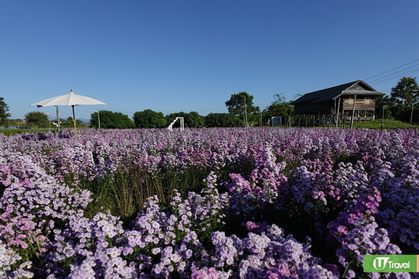清邁自由行攻略：Aunty Nok Aeang Flower Farm