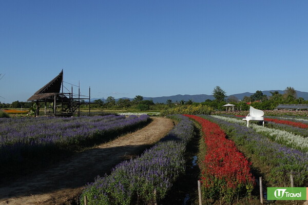 清邁自由行攻略：Aunty Nok Aeang Flower Farm