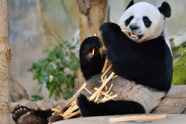 清邁自由行2026|清邁逾20景點必去:坐熱氣球、逛市集夜市、歎米芝蓮咖哩麵