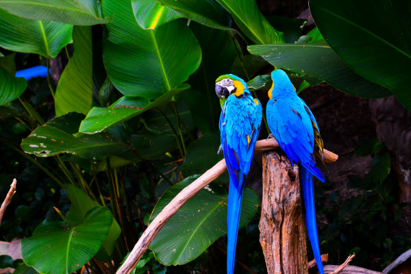 清邁自由行2026|清邁逾20景點必去:坐熱氣球、逛市集夜市、歎米芝蓮咖哩麵