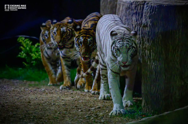 清邁自由行2026｜清邁逾20景點必去：坐熱氣球、逛市集夜市、歎米芝蓮咖哩麵 