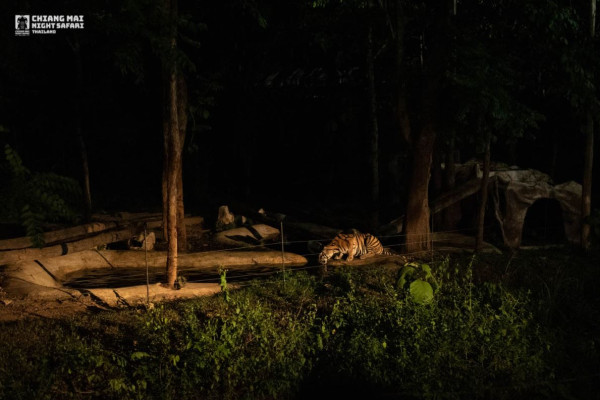 清邁自由行2026｜清邁逾20景點必去：坐熱氣球、逛市集夜市、歎米芝蓮咖哩麵 