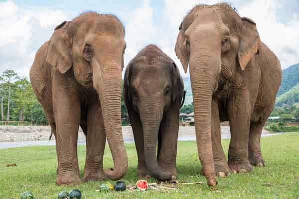 清邁自由行2026|清邁逾20景點必去:坐熱氣球、逛市集夜市、歎米芝蓮咖哩麵