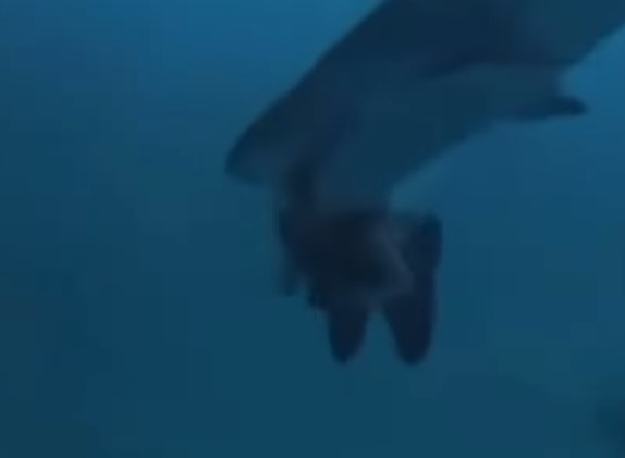 馬爾代夫鯊魚險咬甩中國女遊客人頭影片曝光（圖片來源︰IG@killshotlife）